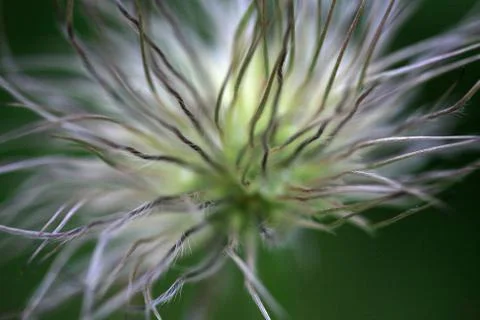 Seed head Stock Photos