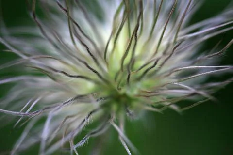 Seed head Stock Photos