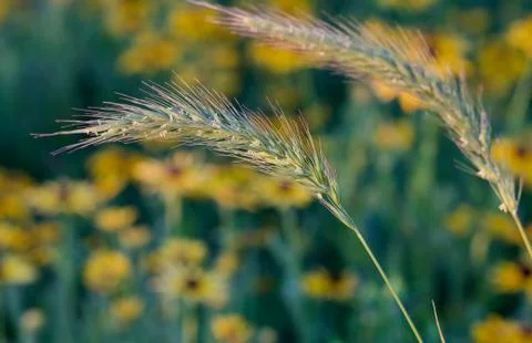 Seed Head Stock Photos