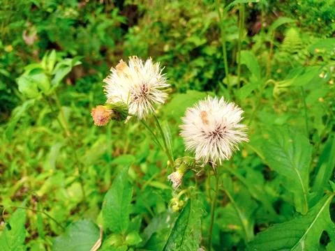 Seed head Foto stock