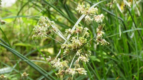 The seed head of the Woolgrass is swaying Stock Footage 304060040
