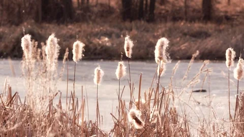 Seed heads of the marsh reed throw their fluff to the wind Stock Footage 304291524