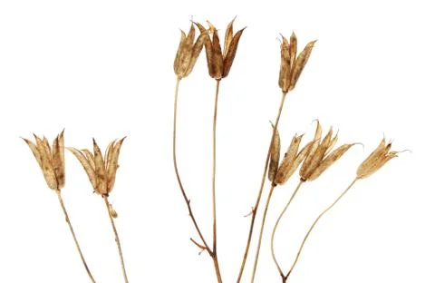 Seed heads Stock Photos