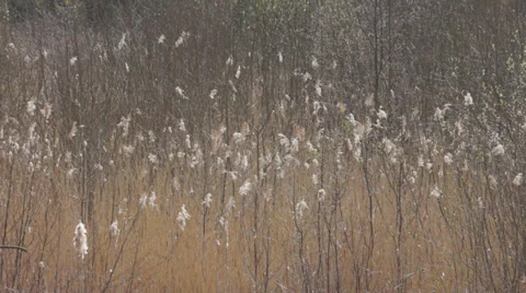 Seed heads of Reedmace (often called Bulrush) sway in the breeze 스톡 동영상 37147366