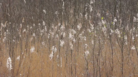 Seed heads of Reedmace (often called Bulrush) sway in the breeze Stock Footage 37147580