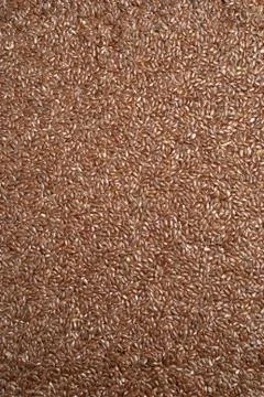 Seed of lint Stock Photos