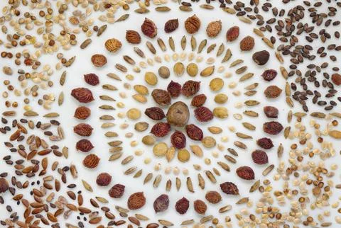 Seed mandala over white background Stock Photos