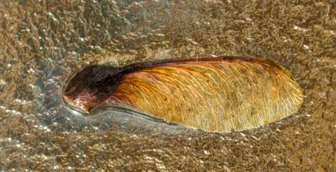 Seed of manitoba maple Stock Photos