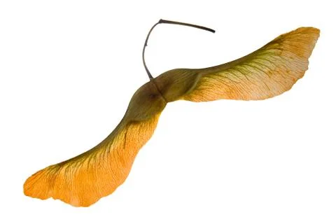 Seed of maple close-up on a white background. Stock Photos