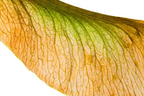 Seed of maple close-up on a white background. Stock Photos