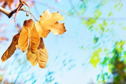 Seed of maple  hanging on the twig Stock Photos