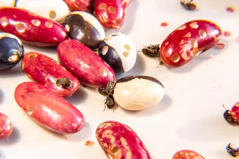 Seed material destroyed by bean weevil Stock Photos