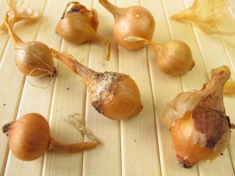 Seed onions Foto stock
