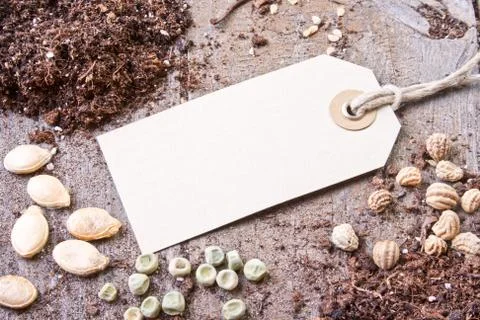 Seed Foto stock