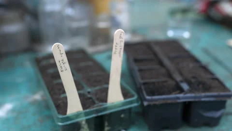 Seed Planting Stock Footage 178611285