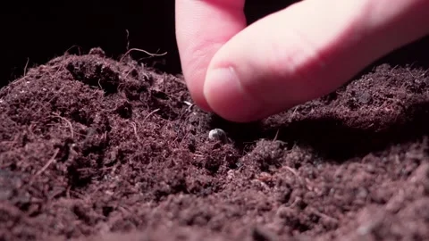 Seed planting Stock Footage 303278262