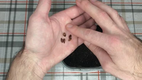 Seed Planting: Growing Apple Trees from Scratch Stock-Footage 260409858