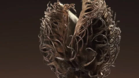 Seed pod of Copper Beech - Fagus sylvatica. Complex surface texture. Macro shot. Stock Footage 293931875