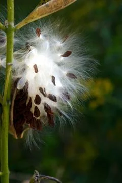 Seed pod Stock Photos