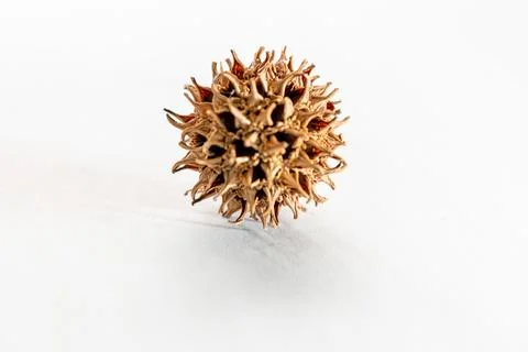 Seed Pod Stock Photos