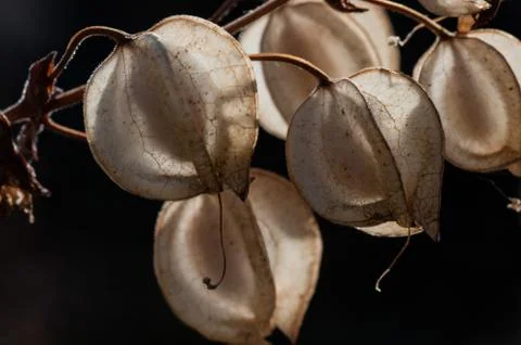 Seed pods 2 Stock-Fotos