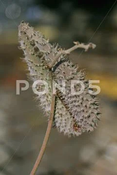 Seed pods of Pergularia, Pergularia daemia Stock Photos