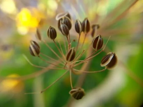 Seed Pods Stock Photos