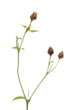 Seed pods Stock Photos