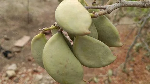 Seed pods of a Pongamia tree, also known as Karanj or the Indian Beech Tree (Mil Stock Photos