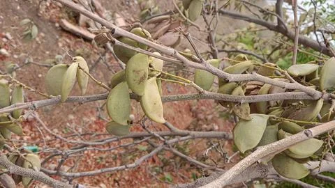 Seed pods of a Pongamia tree, also known as Karanj or the Indian Beech Tree (Mil Stock Photos