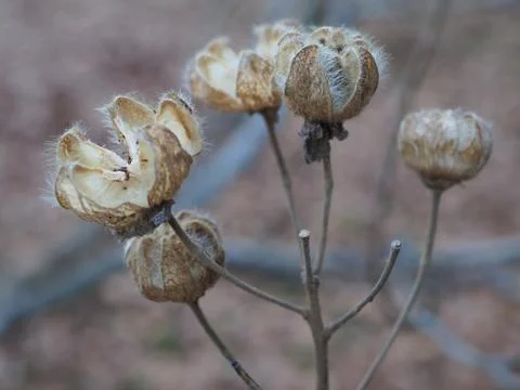 Seed pods still on the tree, creating new life with the season change Stock Photos