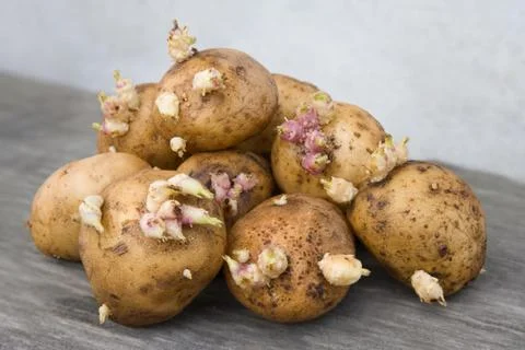 Seed potato Foto stock