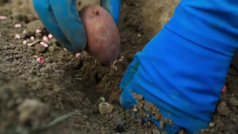 Seed potatoes are being inserted into the soil with mineral fertilizer, close-up Stock Footage 314248723