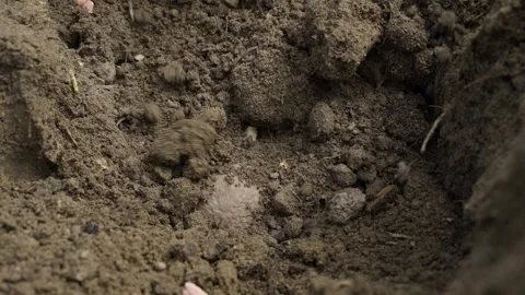 Seed potatoes being covered with soil, close-up Stock Footage 314248611