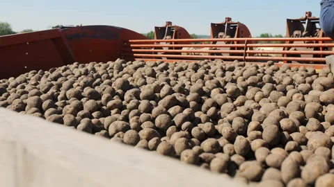 Seed Potatoes Loaded in Planter Hopper Before Field Planting Vídeos de archivo 345021610
