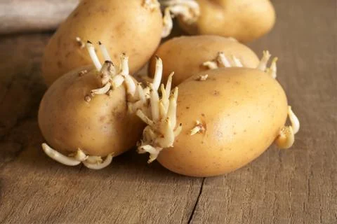 Seed potatoes Stock Photos
