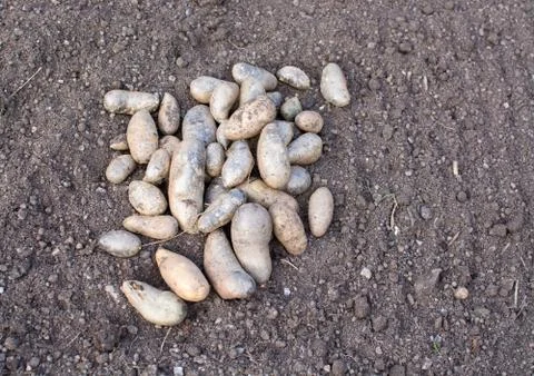 Seed potatoes Stock Photos