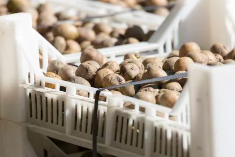 Seed Potatoes in Plastic Crate Foto stock