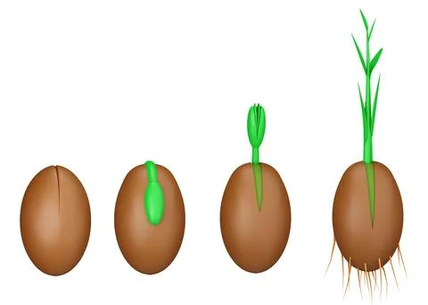 Seed. The process of germination of plants from seeds. Illustrations of the 스톡 일러스트