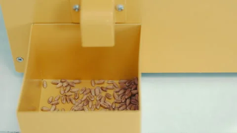 Seed Quality Control, Yellow seed quality control machinery with seeds. Stock Footage 259385513