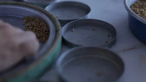 Seed Regulation close up Video stock 127891891