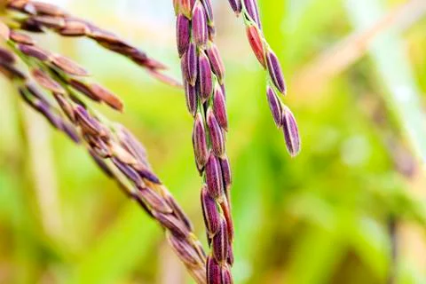 The seed of the rice Stock Photos