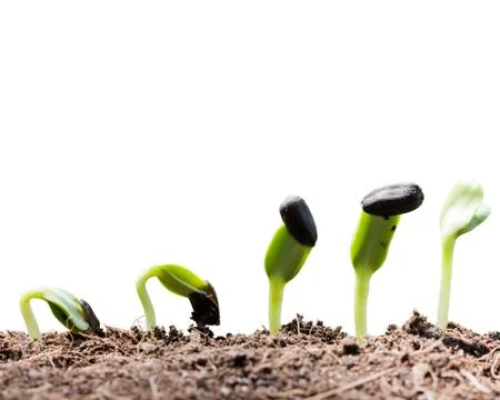 Seed root on soil with sunbeam begining concept Foto stock