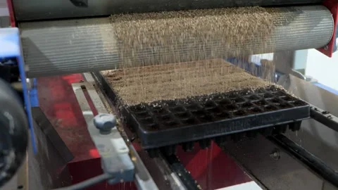 From Seed to Seedling. Seeding Lines. Stock Footage 268716789