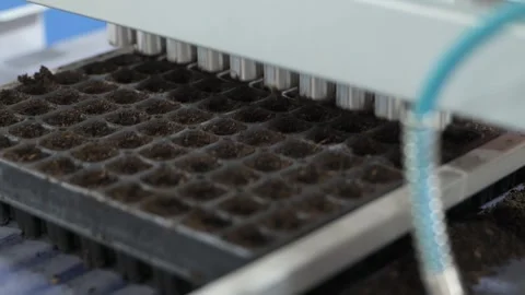 From Seed to Seedling. Seeding Lines. Stock-Footage 268722756