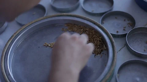 Seed selection close up, top shot Video stock 127856946