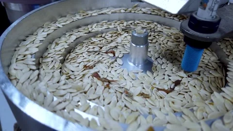 Seed selection on the conveyor. Stock Footage 219625879
