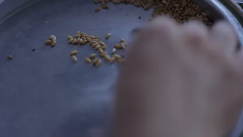 Seed selection macro closeup Video stock 127850286