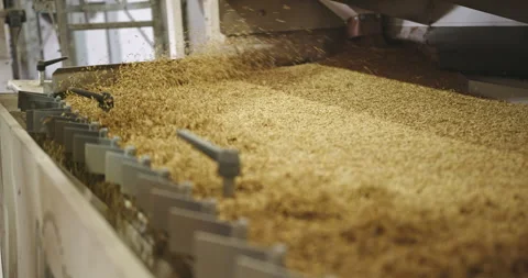 Seed Selection Process - Specialized Grain Sorting Machinery in Action Stock Footage 265008817