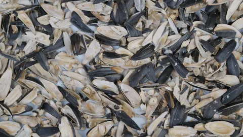 Seed shell details. Detailed macro photography capturing sunflower seed shell la Stock Footage 332760687